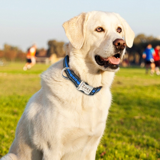 Pet Glow At Night Collars - Top Shoppz