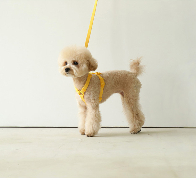 Pet Macaron Ins Wind Leash - Top Shoppz